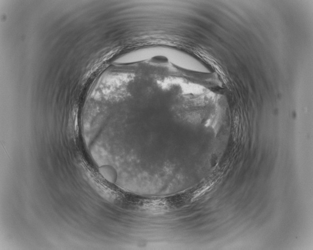 X0000085840398200704091729