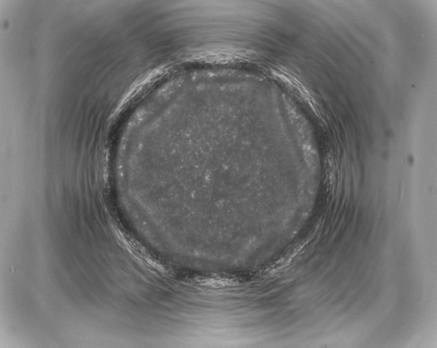 X0000085840400200704091729