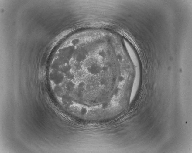 X0000085840483200704091727