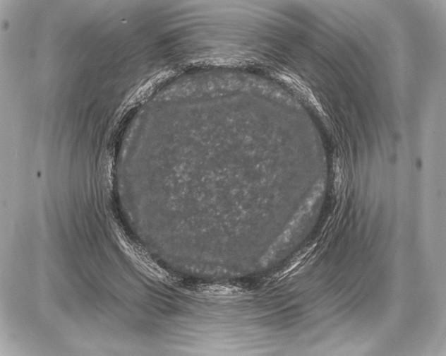 X0000085840542200704091726