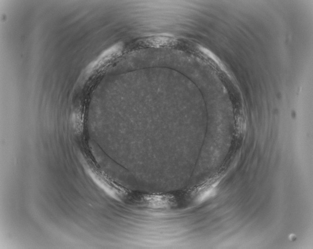 X0000085840558200704091726