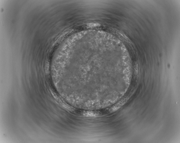 X0000085840565200704091726