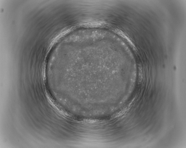 X0000085840582200704091726