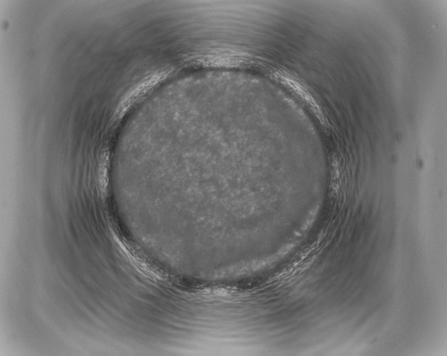 X0000085840586200704091725