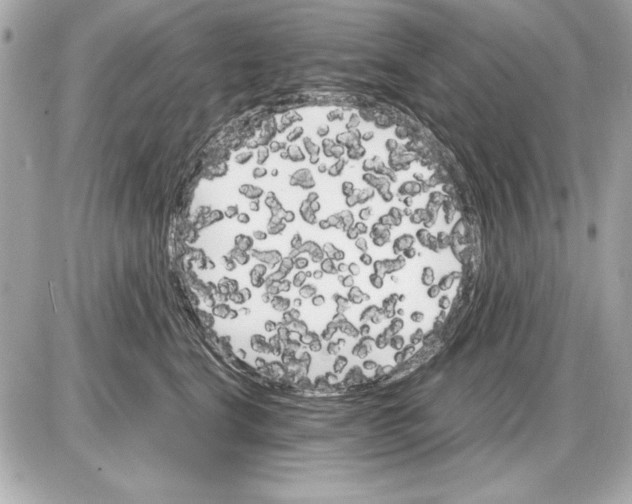 X0000085840664200704091725