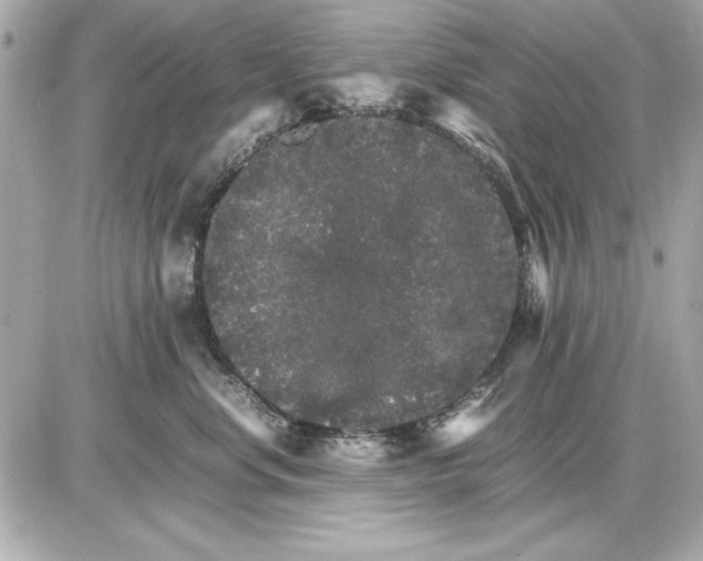 X0000085840668200704091725