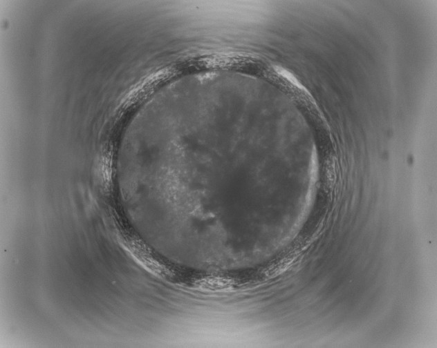 X0000085840691200704091724