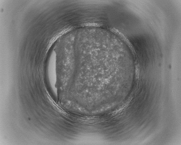 X0000085840725200704091723