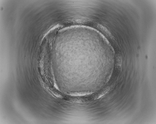 X0000085840738200704091723