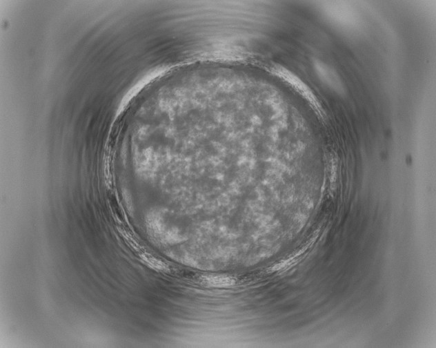 X0000085840878200704091721
