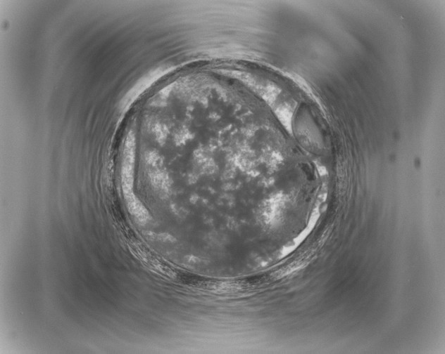 X0000085840879200704091721