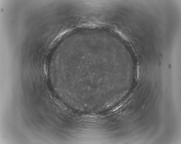 X0000085841206200704091715