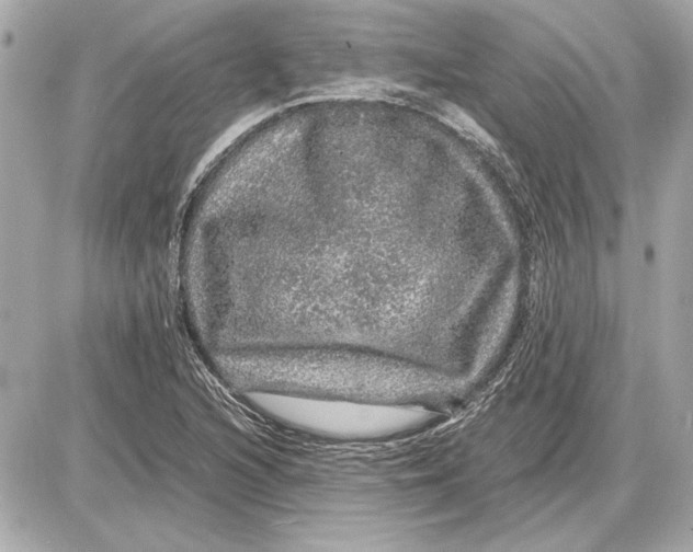 X0000085841216200704091715