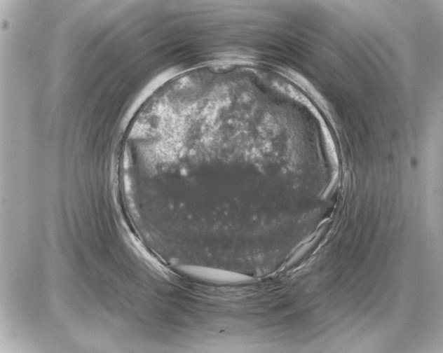 X0000085841243200704091715