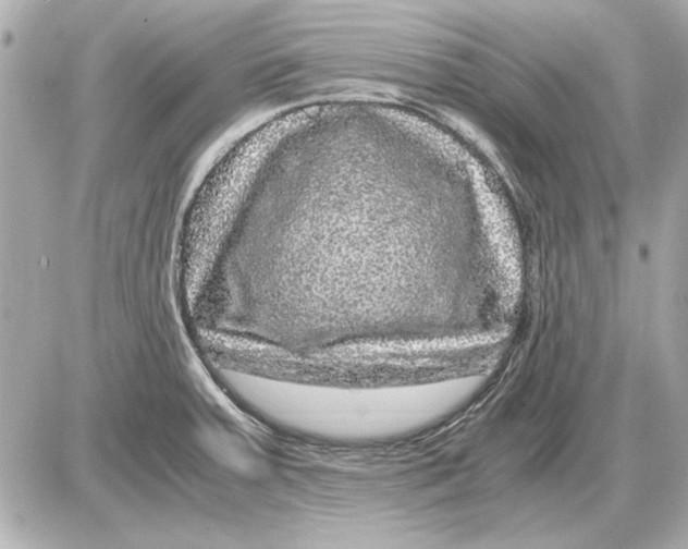 X0000085841379200704091712