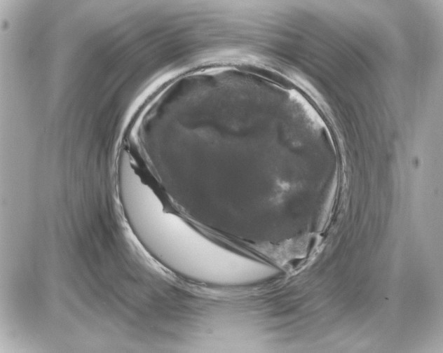 X0000085841392200704091712