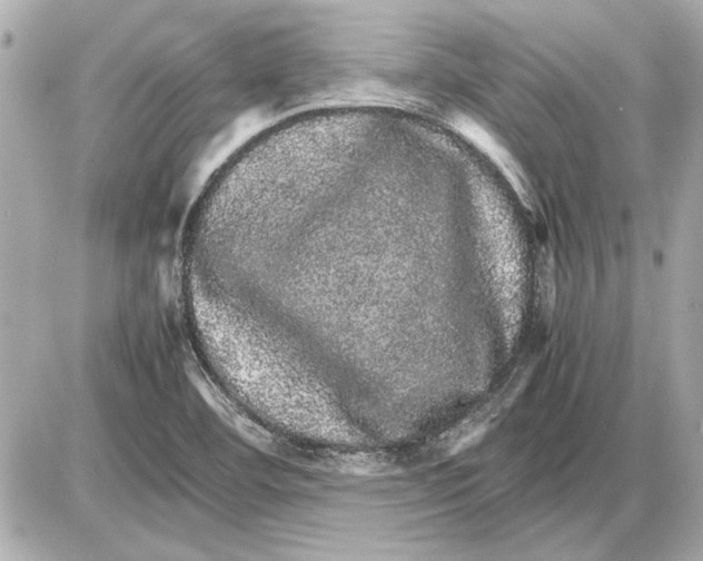 X0000085841460200704091711