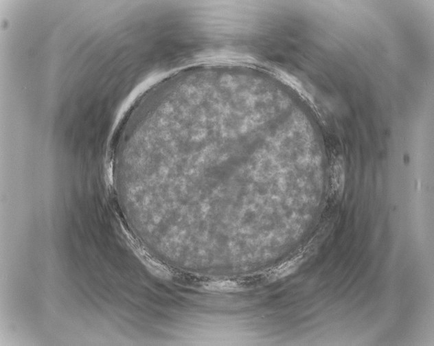X0000085841462200704091711