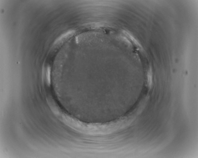 X0000085840022200704132115