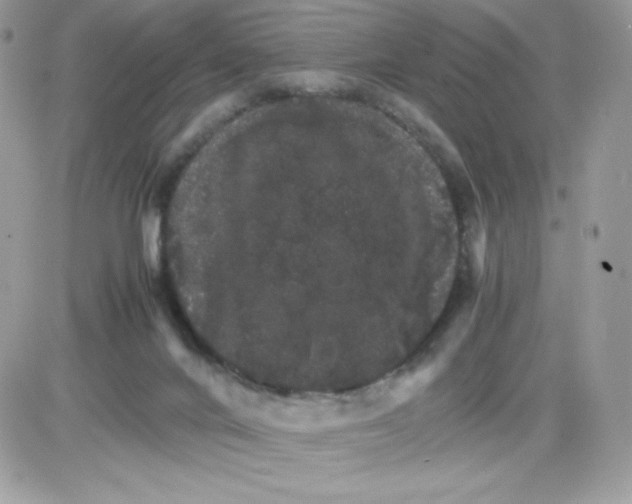 X0000085840024200704132115