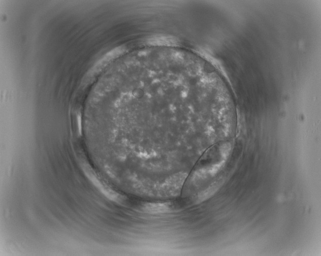 X0000085840061200704132114