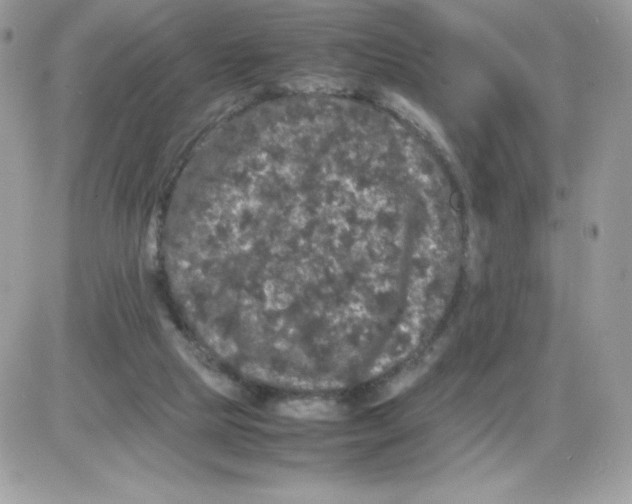 X0000085840065200704132114