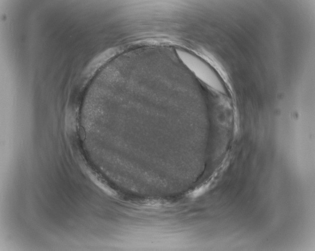 X0000085840105200704132113