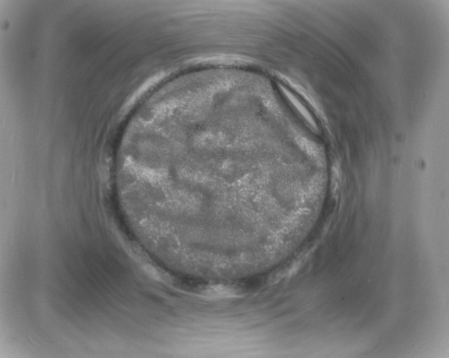 X0000085840111200704132113