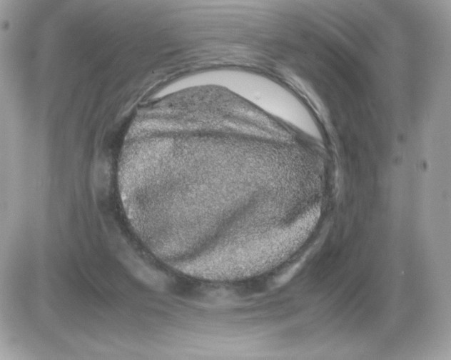 X0000085840113200704132113