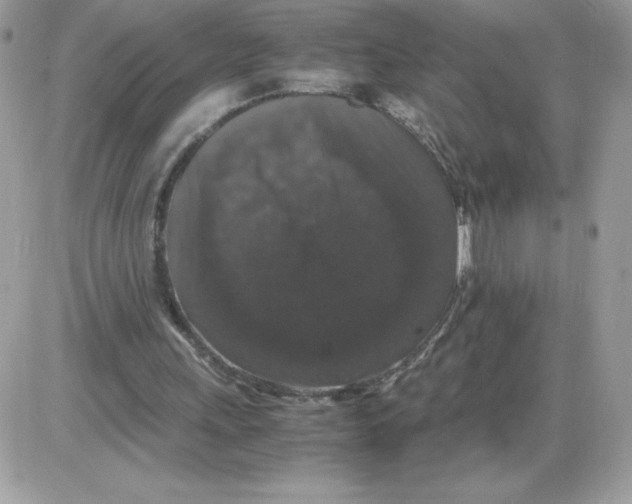 X0000085840243200704132110