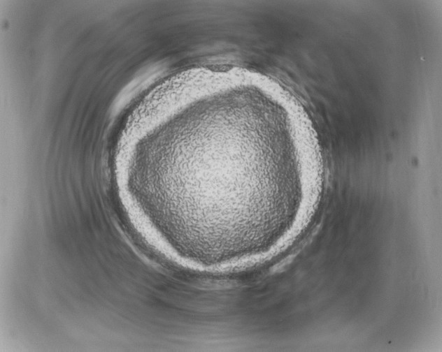 X0000085840245200704132110