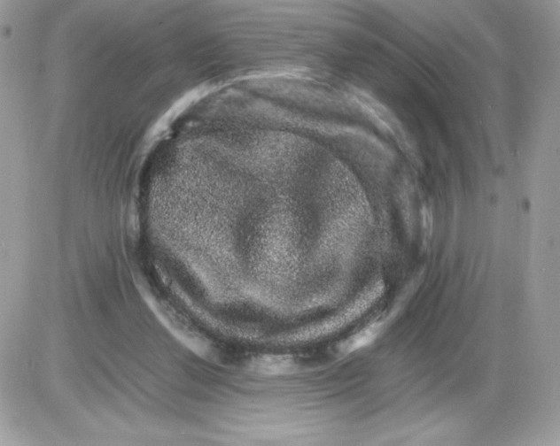 X0000085840252200704132111