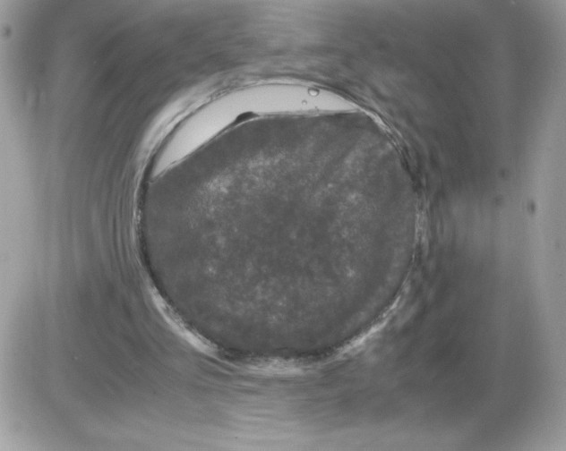 X0000085840293200704132110