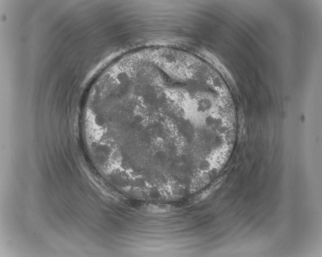 X0000085840346200704132109