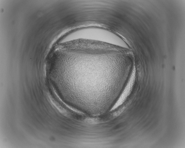 X0000085840350200704132109