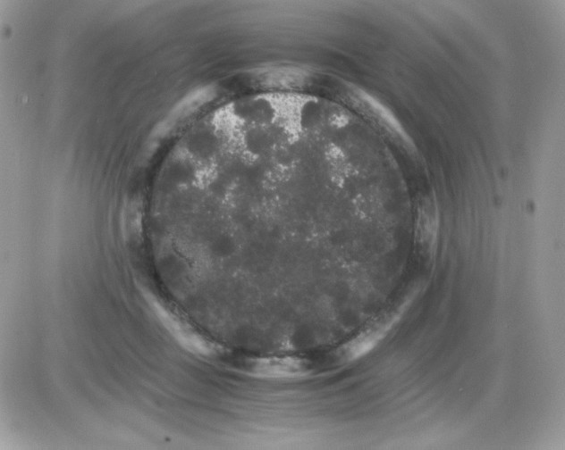 X0000085840363200704132109