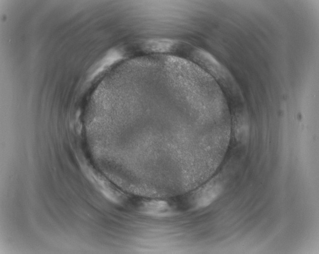 X0000085840374200704132109