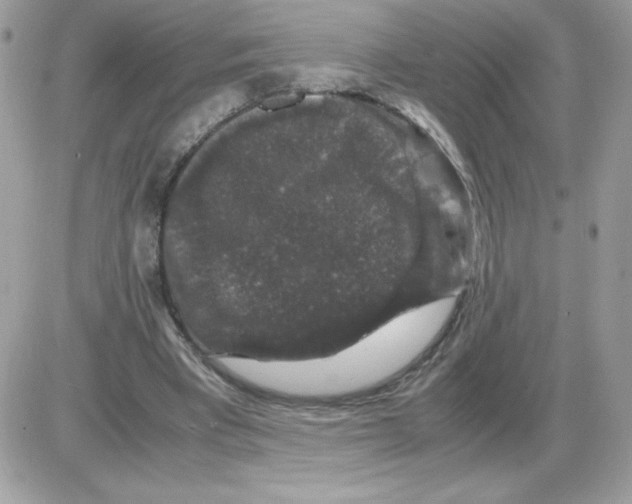 X0000085840393200704132109