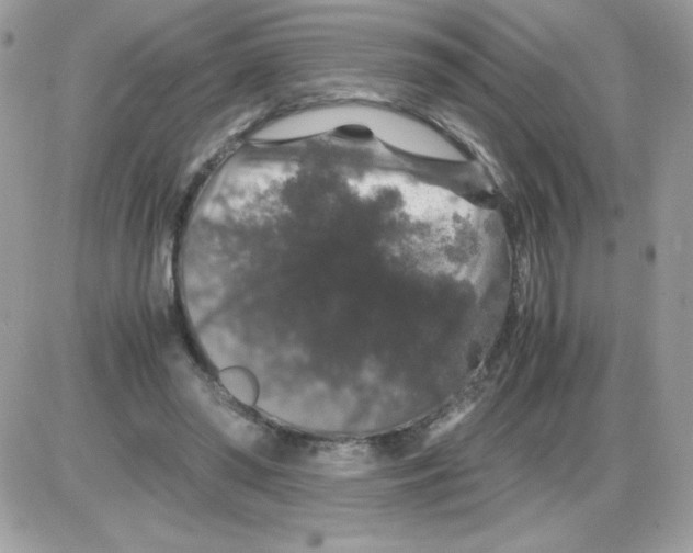 X0000085840398200704132109