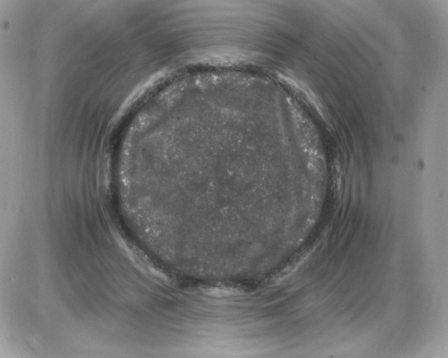 X0000085840400200704132109