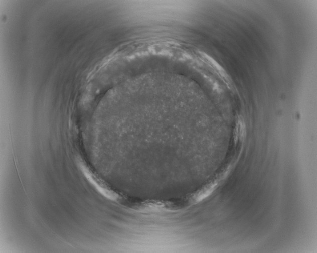 X0000085840405200704132108