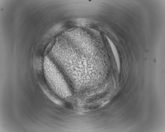 X0000085840413200704132108