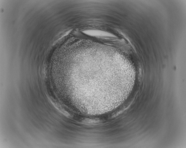 X0000085840455200704132108