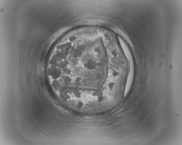 X0000085840483200704132107