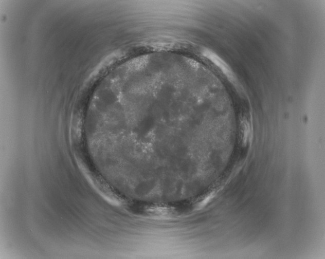 X0000085840499200704132107