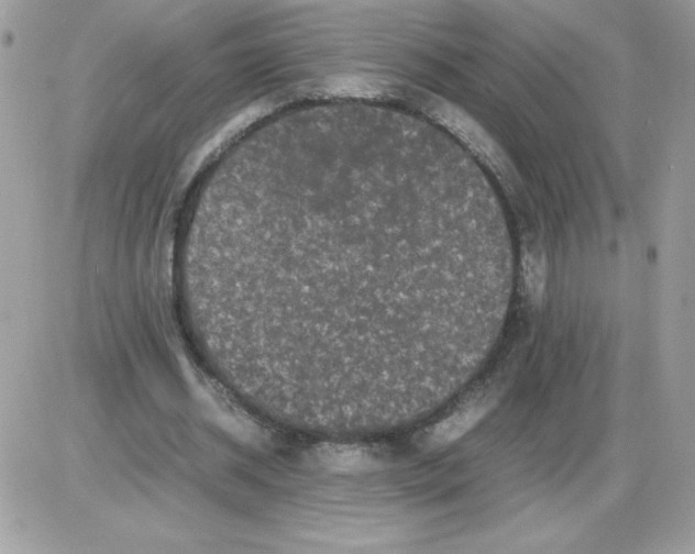 X0000085840534200704132106