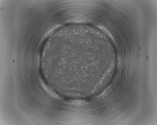 X0000085840542200704132106