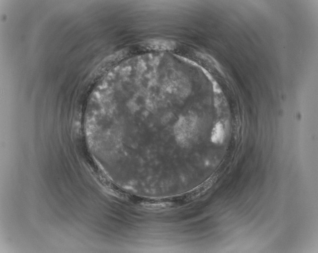 X0000085840553200704132106