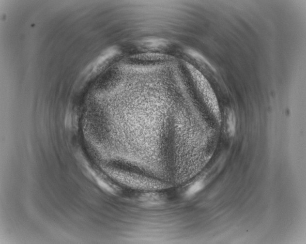 X0000085840562200704132106