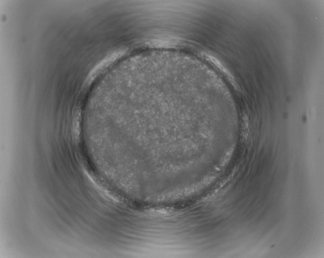 X0000085840586200704132105